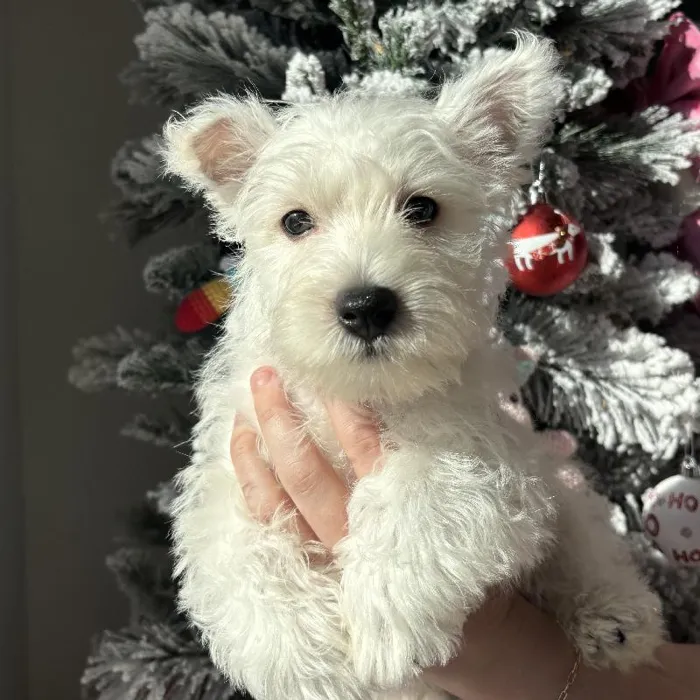 Male West Highland White Terrier Puppy for Sale in Jacksonville, FL