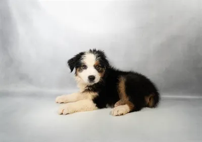 Female Australian Shepherd puppy named Aria for sale at San Jose Blvd.