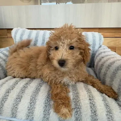 Male Bichapoo puppy named Cider for sale at Beach Blvd.
