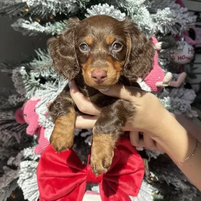 Male Mini Dachshund Puppy for Sale in Jacksonville, FL