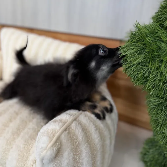 Female Pomeranian puppy named Brandy for sale at Beach Blvd.