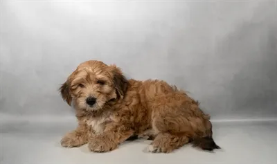Female Yochon puppy named Maggie for sale at San Jose Blvd.