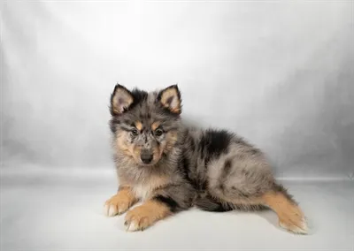 Male Pomsky puppy named Milo for sale at Beach Blvd.