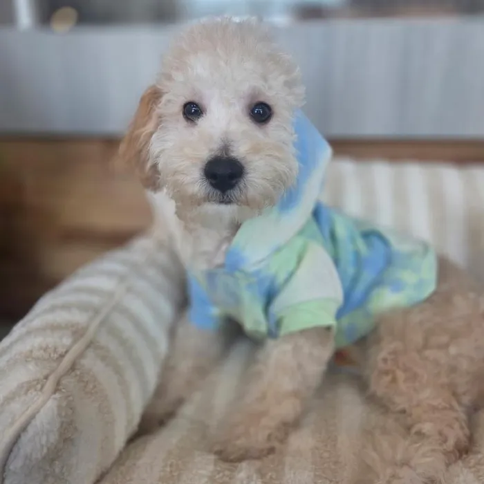 Male Bichapoo puppy named Brûleé for sale at Beach Blvd.