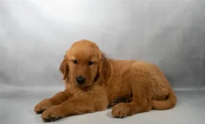 Male Golden Retriever puppy named Clifford for sale at Beach Blvd.