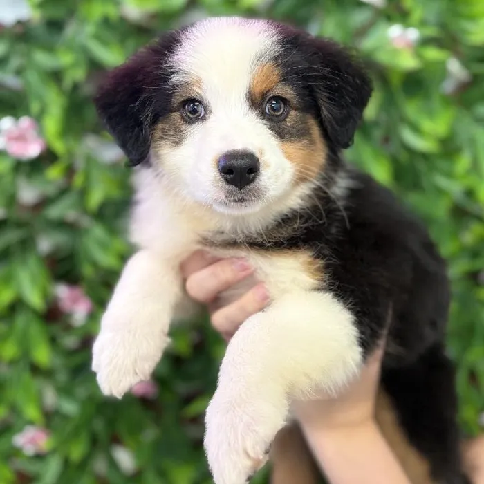 Female Australian Shepherd puppy named Aria for sale at San Jose Blvd.