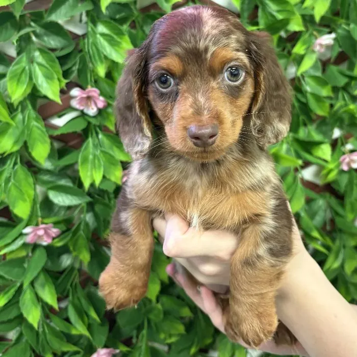Male Dachshund Puppy for Sale in Jacksonville, FL