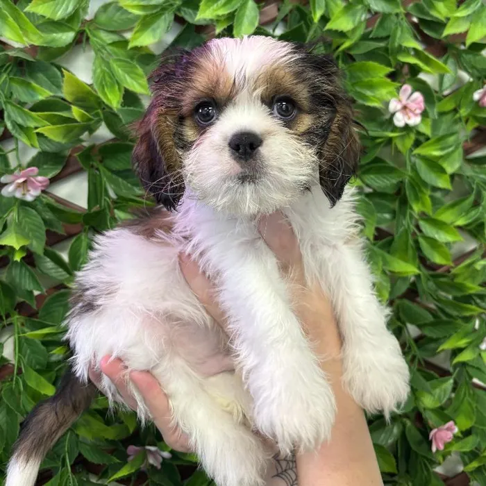 Male Cavatzu Puppy for Sale in Jacksonville, FL