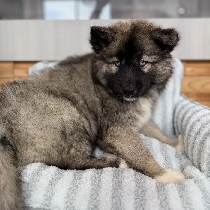 Male Siberian Husky puppy named Everett for sale at Beach Blvd.