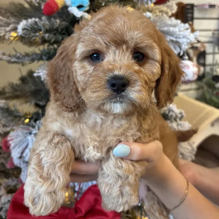 Female Cavapoo Puppy for Sale in Jacksonville, FL