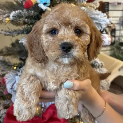 Female Cavapoo Puppy for Sale in Jacksonville, FL