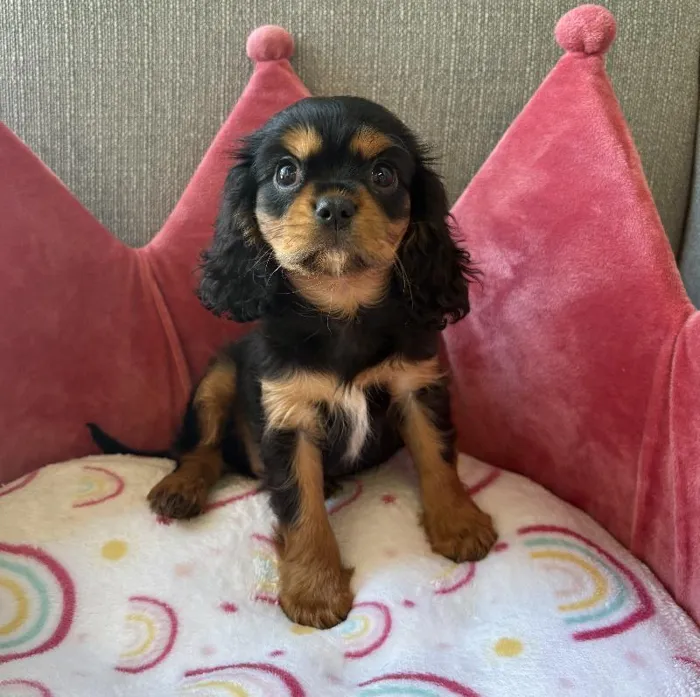 Female Cavalier King Charles Spaniel Puppy for Sale in Jacksonville, FL