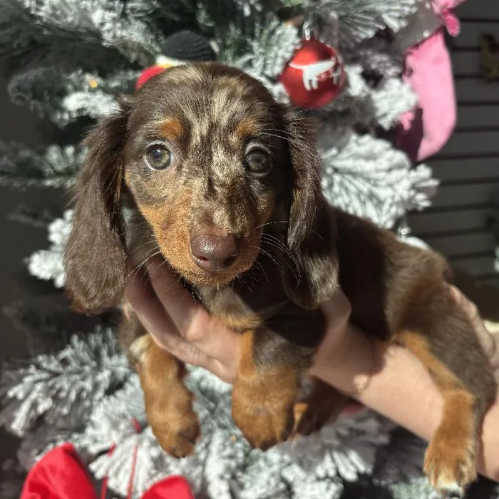 Female Mini Dachshund Puppy for Sale in Jacksonville, FL