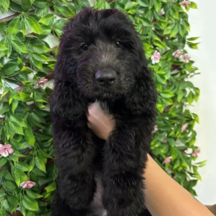 Male Goldendoodle puppy named Sully for sale at San Jose Blvd.