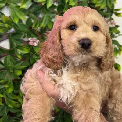 Female Cockapoo Puppy for Sale in Jacksonville, FL