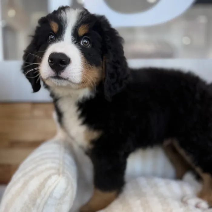 Male Bernese Mountain Dog puppy named Pongo for sale at Beach Blvd.