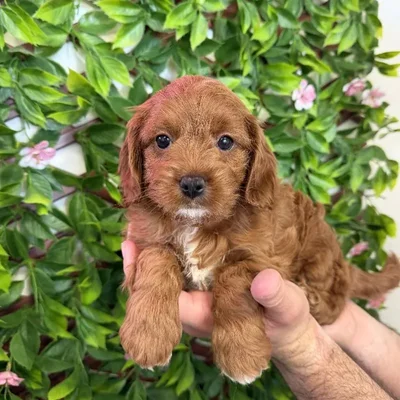 Female Cavapoo Puppy for Sale in Jacksonville, FL