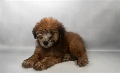 Female Soft Coated Wheaten Terrier puppy for sale at San Jose Blvd.