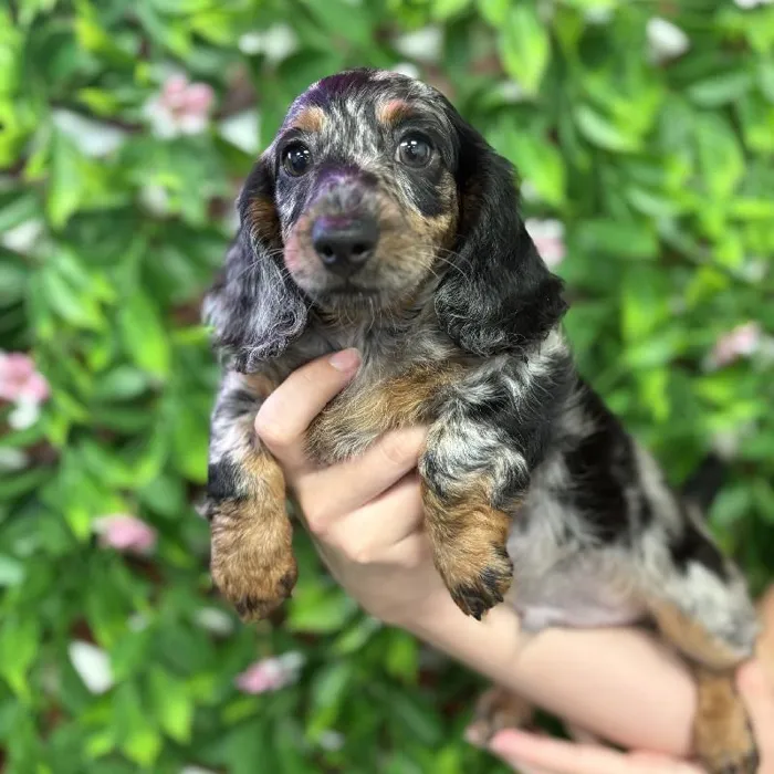 Male Dachshund puppy named Oreo for sale at San Jose Blvd.