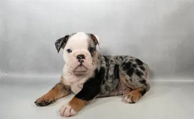 Male English Bulldog puppy for sale at San Jose Blvd.