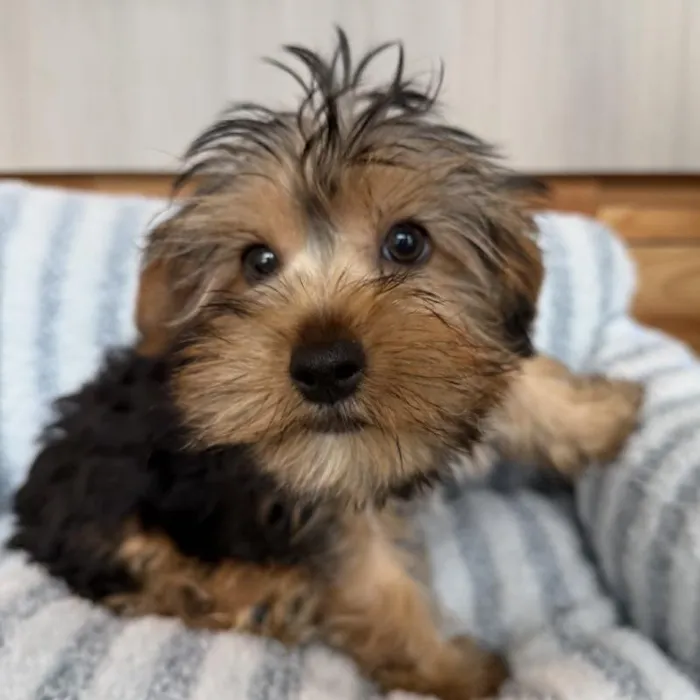 Male Yorkie puppy named Spice for sale at Beach Blvd.