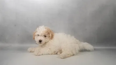 Female Hybrid puppy for sale at San Jose Blvd.