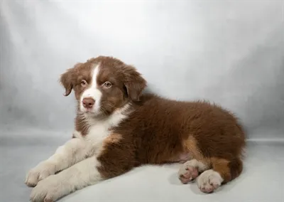 Male Australian Shepherd puppy for sale at San Jose Blvd.