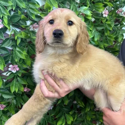 Female Golden Retriever Puppy for Sale in Jacksonville, FL