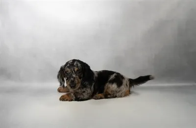 Male Dachshund puppy named Oreo for sale at San Jose Blvd.