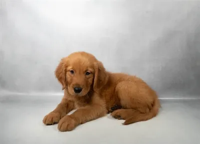 Male Golden Retriever puppy named Leo for sale at Beach Blvd.