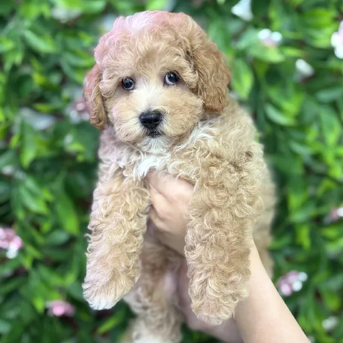 Male Maltipoo puppy named Graham for sale at San Jose Blvd.