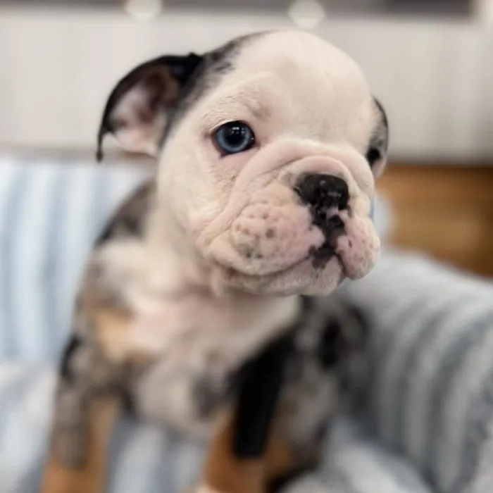 Male English Bulldog puppy named Wall-E for sale at Beach Blvd.