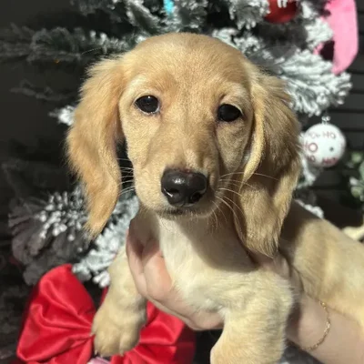 Female Mini Dachshund Puppy for Sale in Jacksonville, FL