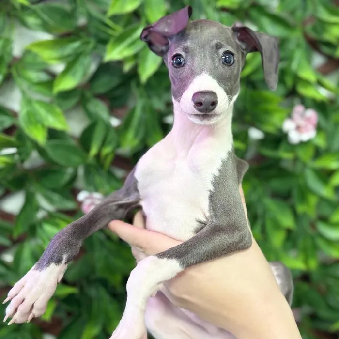 Male Italian Greyhound puppy named Doby for sale at San Jose Blvd.