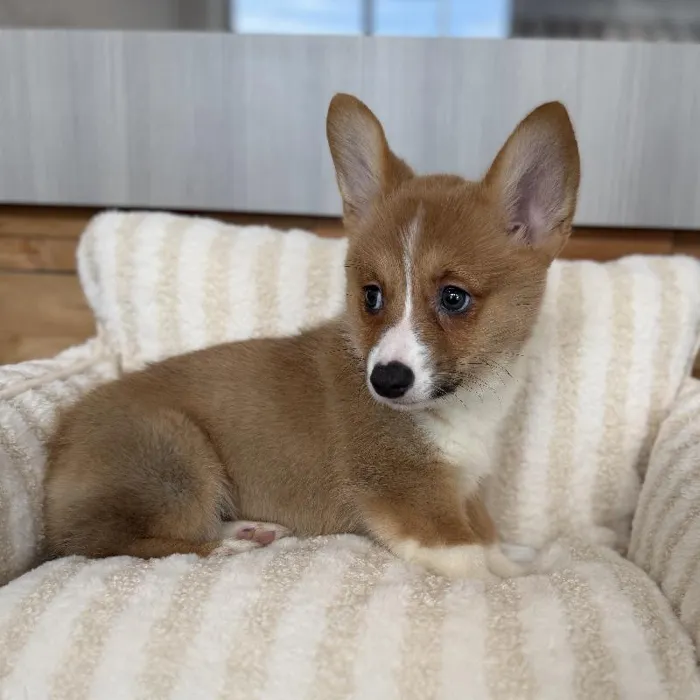 Male Pembroke Welsh Corgi puppy named Oliver for sale at Beach Blvd.