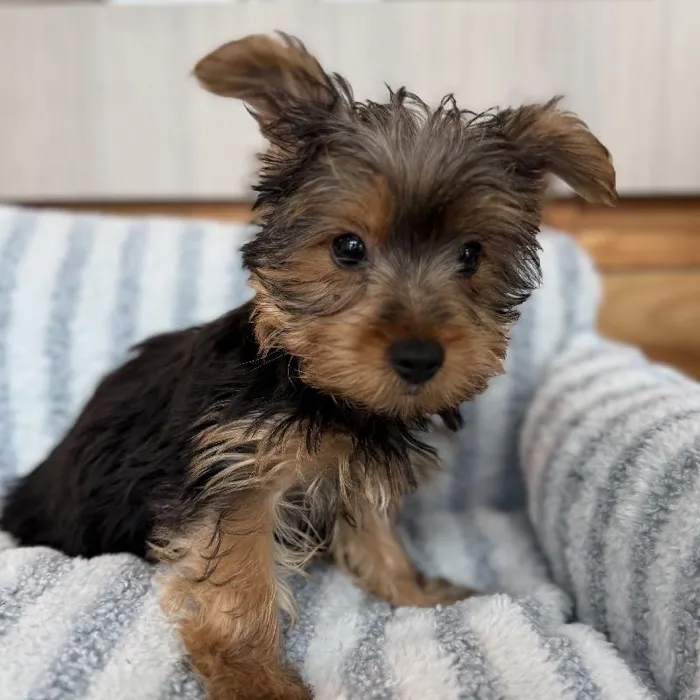 Female Yorkie puppy named Sugar for sale at Beach Blvd.