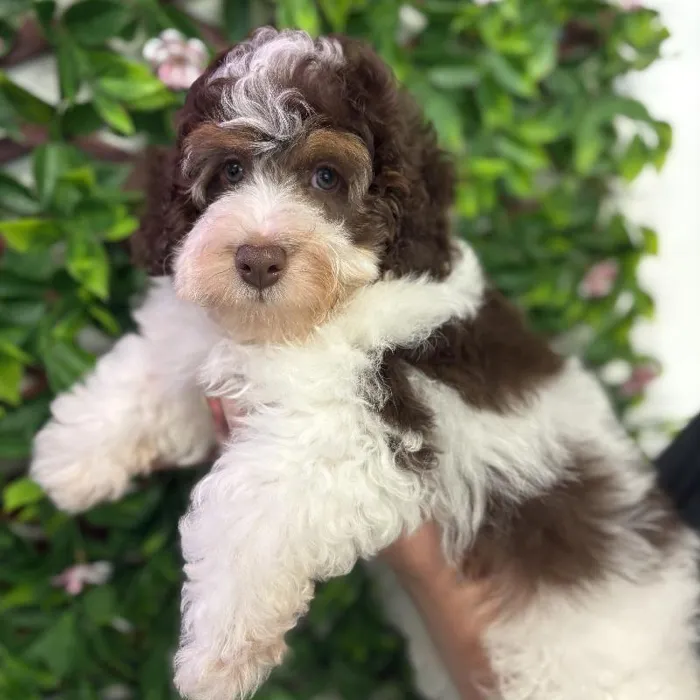 Male Mini Bernedoodle puppy named Banks for sale at San Jose Blvd.