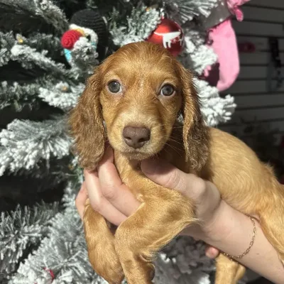 Female Mini Dachshund Puppy for Sale in Jacksonville, FL
