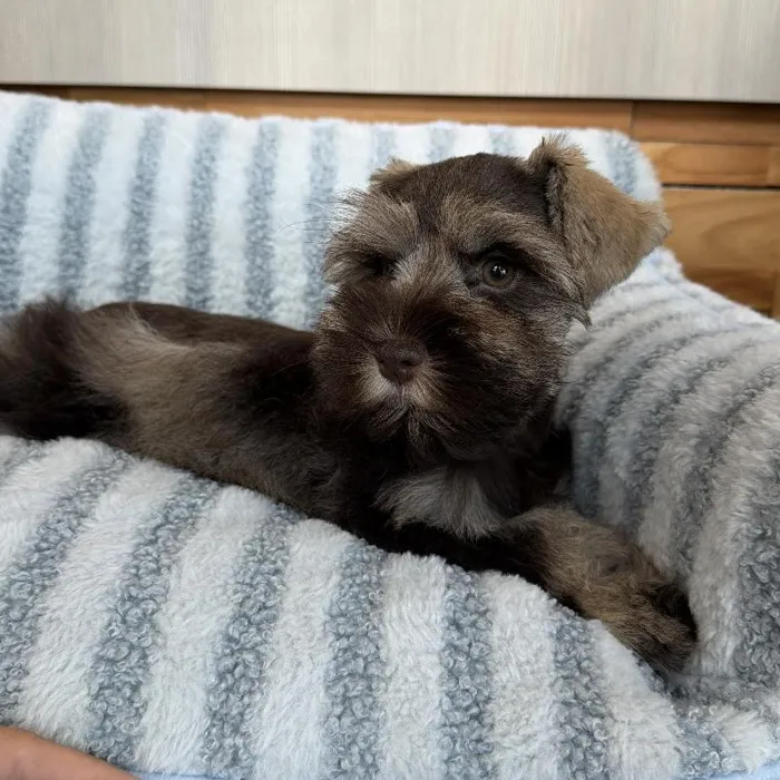Female Mini Schnauzer puppy named Coco for sale at Beach Blvd.