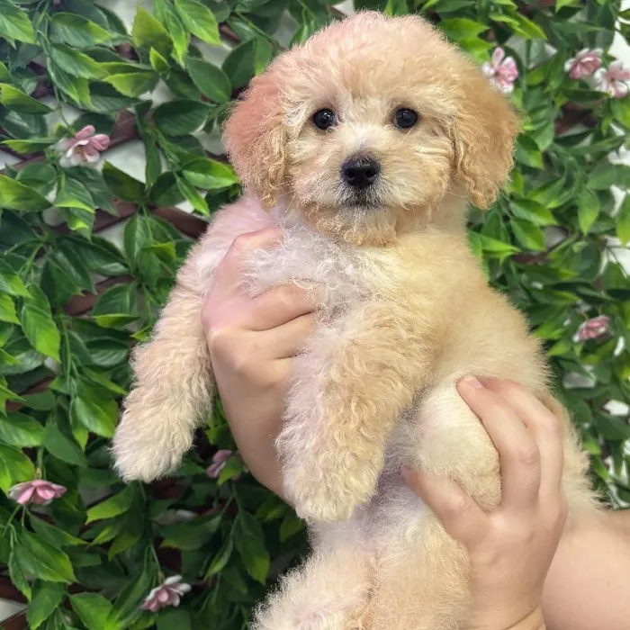 Female Bichapoo Puppy for Sale in Jacksonville, FL
