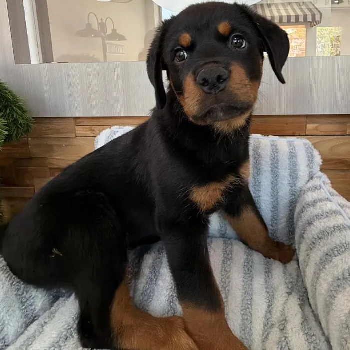 Male Rottweiler puppy named Nitro for sale at Beach Blvd.
