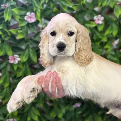 Male Cocker Spaniel Puppy for Sale in Jacksonville, FL