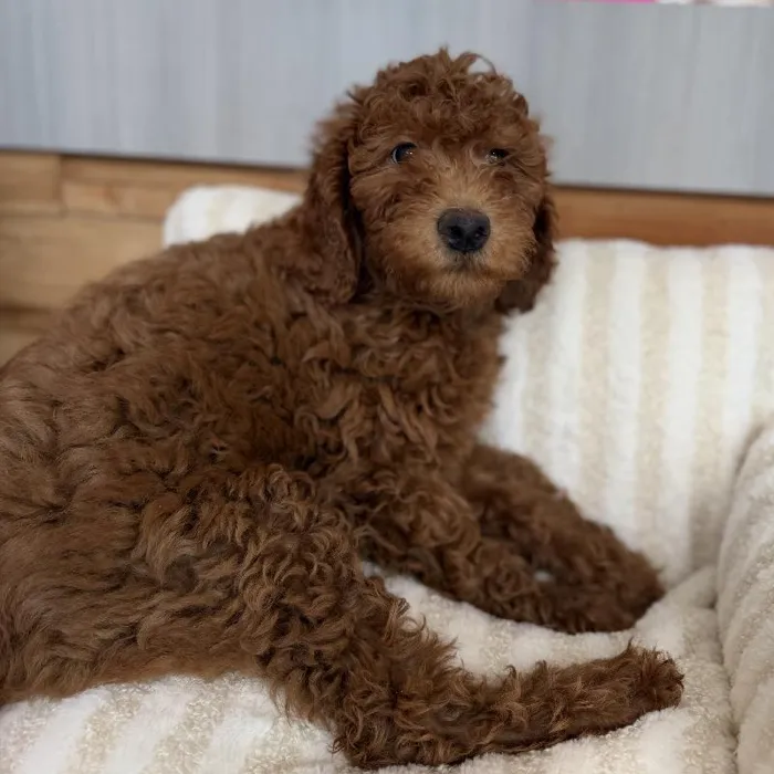 Female Whoodle puppy named Ginny for sale at Beach Blvd.
