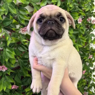 Male Pug Puppy for Sale in Jacksonville, FL