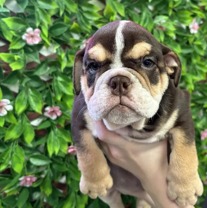 Female English Bulldog Puppy for Sale in Jacksonville, FL