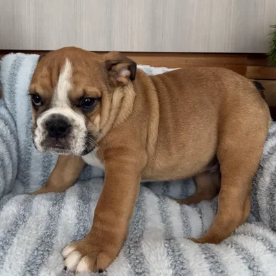 Male English Bulldog puppy named Diesel for sale at Beach Blvd.