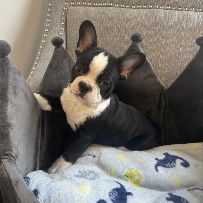 Male Frenchton Puppy for Sale in Jacksonville, FL