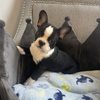 Male Frenchton Puppy for Sale in Jacksonville, FL