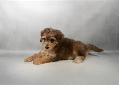 Male Mini Bernedoodle puppy named Bernie for sale at San Jose Blvd.