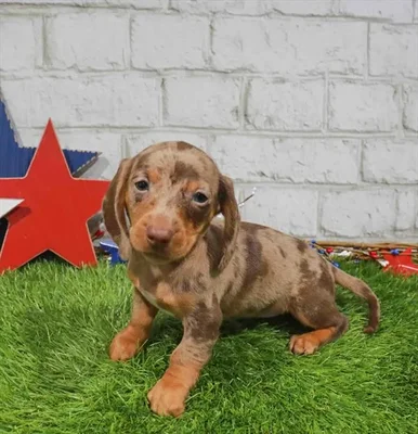 Female Mini Dachshund puppy named Autumn for sale at San Jose Blvd.